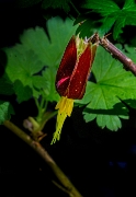 Ribes marshallii, Marshall's Goosberry